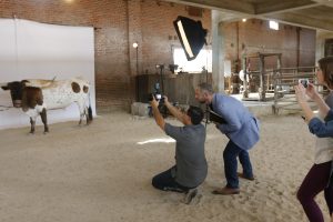 Getting the longhorns' poses just right for the editorial shoot